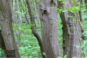 Carpinus betulus (12)